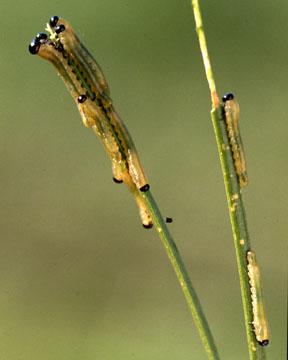 Western Spruce Budworm larvae feeding on needles
